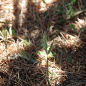 Photographie n°2487041 du taxon Hordeum murinum L. [1753]