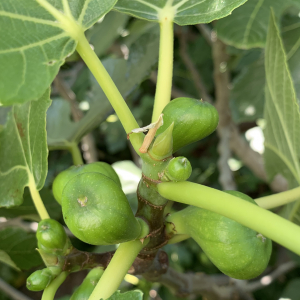 Photographie n°2487065 du taxon Ficus carica L.