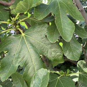 Photographie n°2487066 du taxon Ficus carica L.