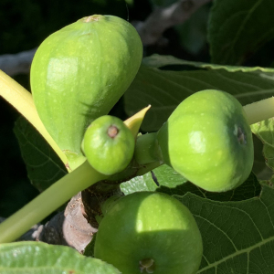 Photographie n°2487069 du taxon Ficus carica L.