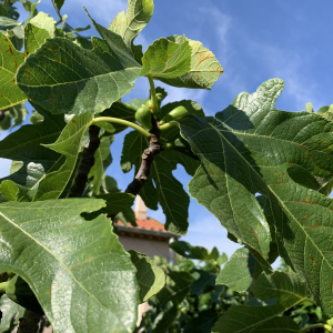 Photographie n°2487071 du taxon Ficus carica L.