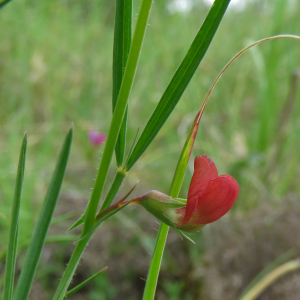 Photographie n°2487123 du taxon Lathyrus sphaericus Retz.