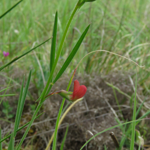 Photographie n°2487124 du taxon Lathyrus sphaericus Retz.