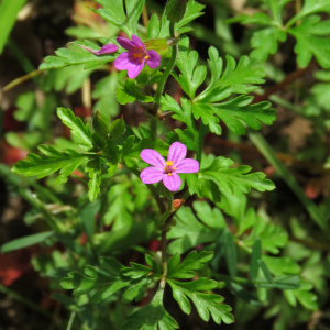 Photographie n°2487134 du taxon Geranium purpureum Vill.