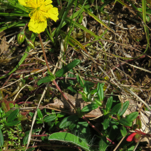 Photographie n°2487143 du taxon Helianthemum vulgare Gaertn.