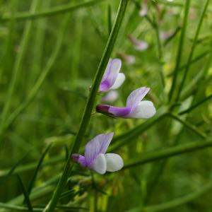 Vicia elegans Guss. (Vesce de Dalmatie)