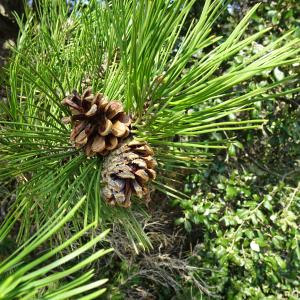 Photographie n°2487197 du taxon Pinus nigra J.F.Arnold [1785]