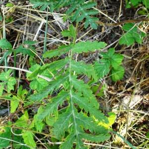 Photographie n°2487198 du taxon Tanacetum vulgare L. [1753]