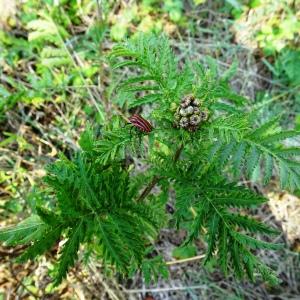 Photographie n°2487199 du taxon Tanacetum vulgare L. [1753]