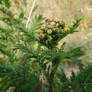 Photographie n°2487200 du taxon Tanacetum vulgare L. [1753]