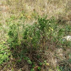 Photographie n°2487201 du taxon Tanacetum vulgare L. [1753]