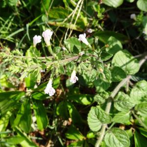 Photographie n°2487291 du taxon Clinopodium nepeta (L.) Kuntze [1891]