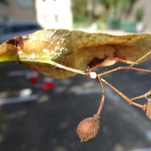 Photographie n°2487293 du taxon Tilia cordata Mill. [1768]