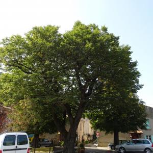 Photographie n°2487294 du taxon Tilia cordata Mill. [1768]