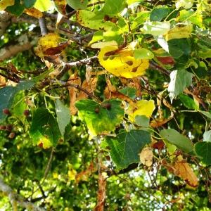 Photographie n°2487295 du taxon Tilia cordata Mill. [1768]