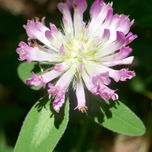 Photographie n°2487331 du taxon Trifolium medium L. [1759]