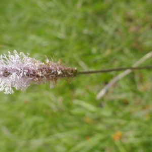 Photographie n°2487339 du taxon Plantago media L.