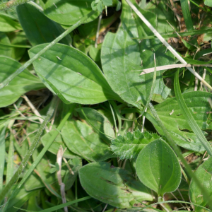 Photographie n°2487343 du taxon Plantago media L.