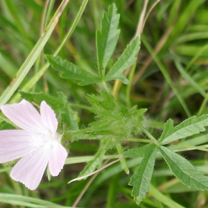 Photographie n°2487352 du taxon Malva setigera Spenn. [1829]