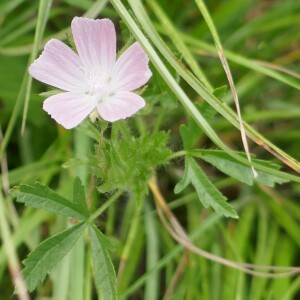 Photographie n°2487354 du taxon Malva setigera Spenn. [1829]