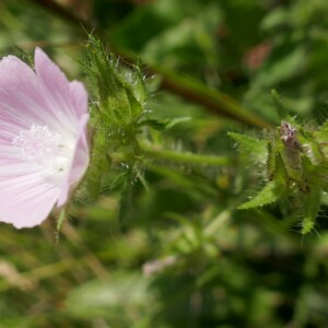 Photographie n°2487359 du taxon Malva setigera Spenn. [1829]