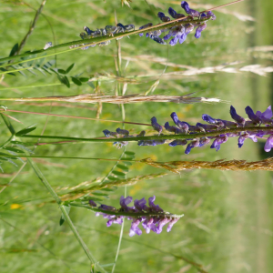 Photographie n°2487367 du taxon Vicia cracca L. [1753]