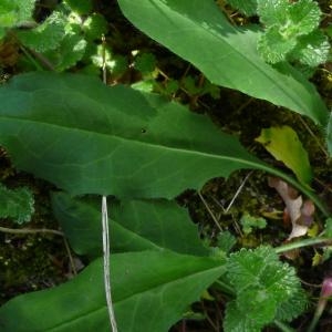 Photographie n°2487403 du taxon Hieracium cerinthoides L. [1753]