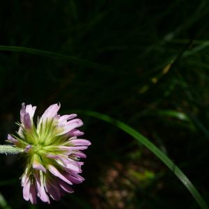 Photographie n°2487416 du taxon Trifolium montanum L. [1753]