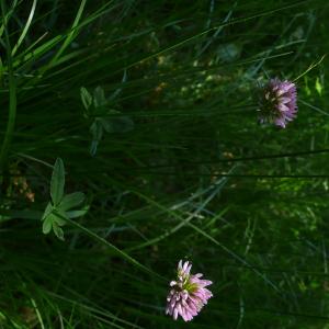 Photographie n°2487419 du taxon Trifolium montanum L. [1753]