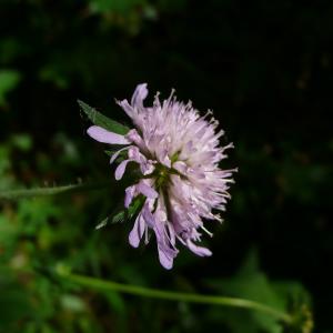 Photographie n°2487427 du taxon Knautia arvernensis (Briq.) Szabó [1934]