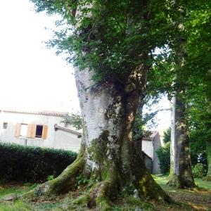 Photographie n°2487457 du taxon Fagus sylvatica L. [1753]