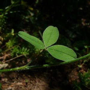 Photographie n°2487471 du taxon Trifolium ochroleucon Huds. [1762]