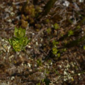 Photographie n°2487481 du taxon Bupleurum baldense Turra [1764]