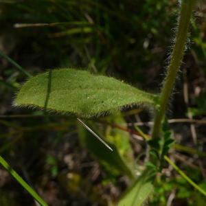 Photographie n°2487487 du taxon Pallenis spinosa subsp. spinosa