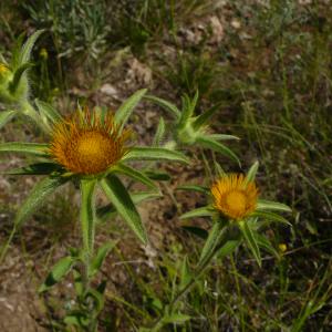 Photographie n°2487488 du taxon Pallenis spinosa subsp. spinosa