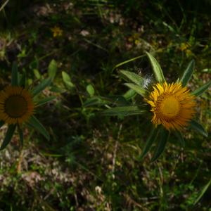 Photographie n°2487489 du taxon Pallenis spinosa subsp. spinosa