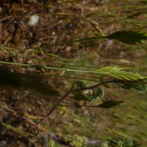 Photographie n°2487490 du taxon Brachypodium distachyon (L.) P.Beauv. [1812]