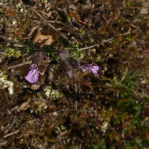 Photographie n°2487493 du taxon Teucrium botrys L. [1753]