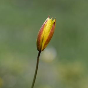 Photographie n°2487530 du taxon Tulipa sylvestris subsp. australis (Link) Pamp.