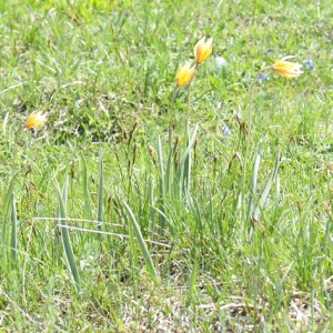 Photographie n°2487532 du taxon Tulipa sylvestris subsp. australis (Link) Pamp.