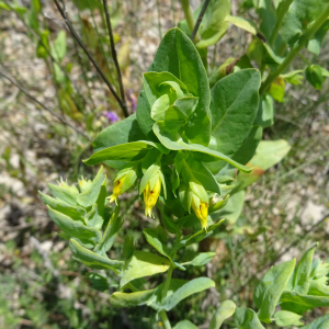 Photographie n°2487590 du taxon Cerinthe minor subsp. minor