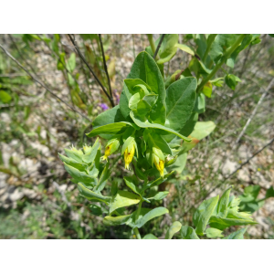 Cerinthe minor L. subsp. minor (Petit Cérinthe)