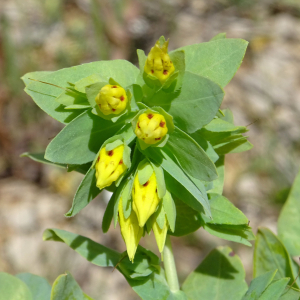  - Cerinthe minor subsp. minor