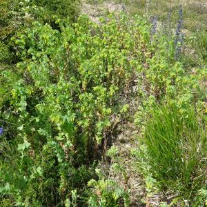  - Cerinthe minor subsp. minor