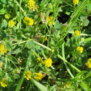 Photographie n°2487601 du taxon Medicago lupulina L. [1753]