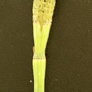 Photographie n°2487630 du taxon Equisetum ramosissimum Desf. [1799]