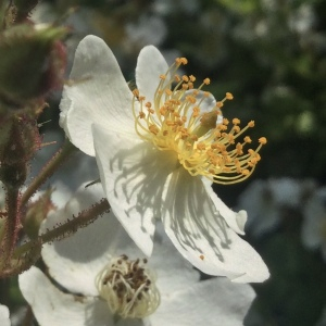Photographie n°2487632 du taxon Rosa multiflora Thunb.