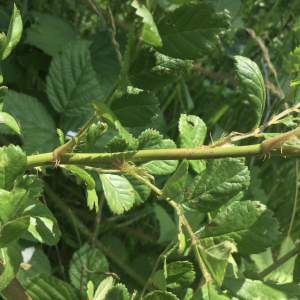 Photographie n°2487633 du taxon Rosa multiflora Thunb.