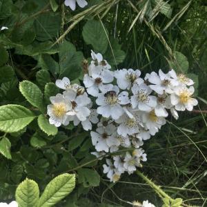 Photographie n°2487634 du taxon Rosa multiflora Thunb.