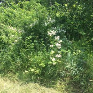 Photographie n°2487636 du taxon Rosa multiflora Thunb.